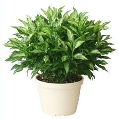 Naklejka premium A large potted plant isolated on a clean white background with a cut-out effect, showcasing its lush greenery and natural beauty, ideal for interior design, gardening, or decor concepts.