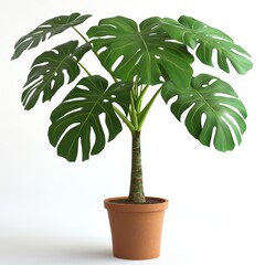 A large potted plant isolated on a clean white background with a cut-out effect, showcasing its lush greenery and natural beauty, ideal for interior design, gardening, or decor concepts.