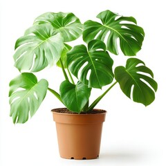 A large potted plant isolated on a clean white background with a cut-out effect, showcasing its lush greenery and natural beauty, ideal for interior design, gardening, or decor concepts.