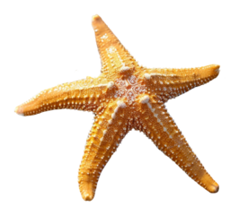 PNG Starfish beach invertebrate underwater.