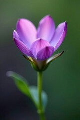 Fototapeta premium Tiny purple flower unfurls delicate petals slowly, purple, spring, closeup