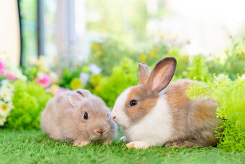 young white brown rabbits sitting in nature, adorable fluffy bunny, concept of rabbit easter