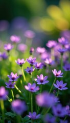 Fototapeta premium Tiny purple flowers create a colorful tapestry in the garden, herb, small, purple