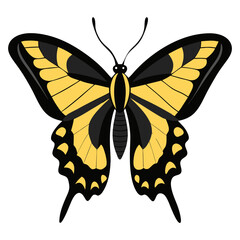 Giant Swallowtail butterfly isolated on White background