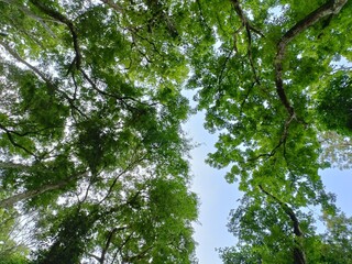 Observing the sky through the trees in a forest is a serene experience, surrounded by terrestrial plants and a variety of shades of green and blue in the natural landscape