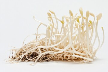 White bean sprouts with delicate roots on a plain background showcasing fresh growth and healthy nutrition