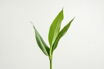 Fototapeta premium Green plant with long leaves against a light background showcasing natural growth and beauty