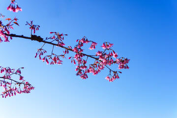 Pink cherry blossoms on branches of tree under blue sky, beautiful sakura flowers before spring season. Selective focus. Floral background and texture.