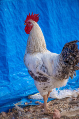 le gros cop de campagne