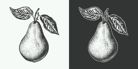 Vintage engraving gravure retro style fruit pear illustration