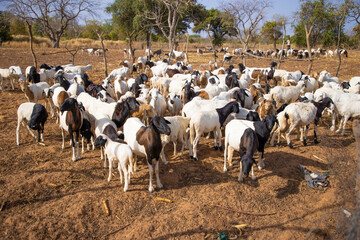 les moutons regroupés  en attente d'être vacciner  