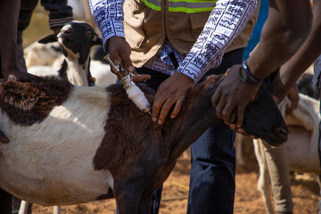 une serie  de campagne de vaccination contre les maladies des animaux domestiques