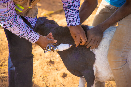 vaccination des moutons contres les maladies 