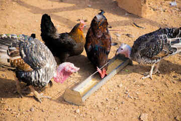 elevage des poulets locaux 