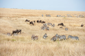 Herd of Zebra in the Savannah of Africa