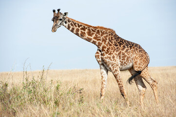 Giraffe Herd in the Savannah of Kenya