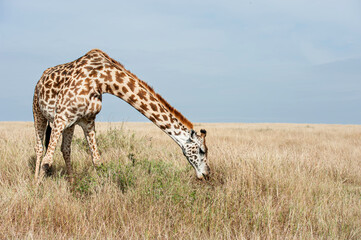 Giraffe Herd in the Savannah of Kenya