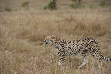 Cheetah roams through its territory