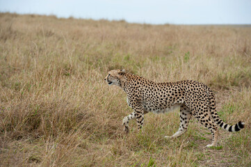 Cheetah roams through its territory