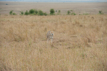Cheetah roams through its territory