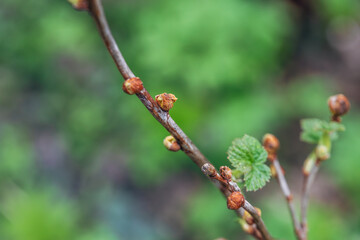 Blackcurrant Gall or Big Bud Mite pest. Infected enlarged round buds on young currant bush in Spring