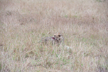 Cheetah roams through its territory