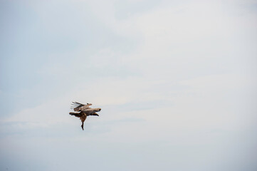 birds in flight