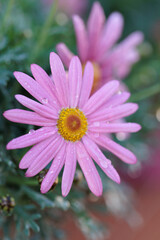 Obraz premium Pink daisy flower showing water droplets after rain shower