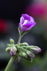 Purple geranium flower blooming with buds in spring garden
