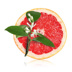 Juicy grapefruit and citrus plant branch isolated on white