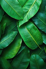 Fototapeta premium Lush green leaves with water droplets create a natural and vibrant tropical background texture