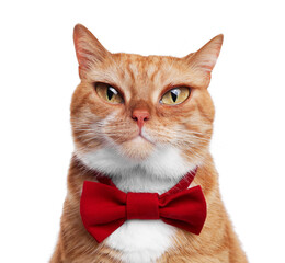 Adorable cat with big eyes on white background. Cute pet