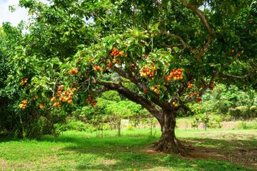 Naklejka premium Cashew Tree with Fruit A tropical cashew tree showing vibrant red and yellow cashew apples with attached nuts