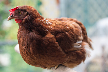 A brown chicken with a red comb and wattles is perched on a wooden bar, with a blurred green and white background.