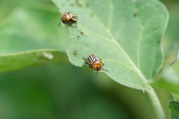 Fototapeta premium Two Colorado potato beetles with distinctive black and yellow stripes are on a green leaf, which has some small holes and damage, indicating the beetles' feeding activity.
