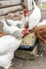 Several chickens, mostly white with some brown, are gathered around a black feeding tray eating. The scene is set in a rustic outdoor area with a wooden structure in the background.
