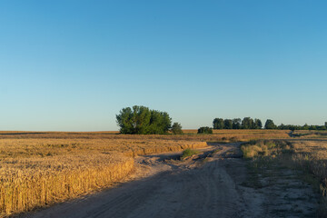 A dirt road runs through golden fields of wheat under a clear blue sky, with green trees in the distance.