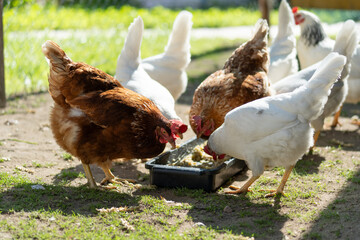 Several chickens, both white and brown, are gathered around a black feeding tray, pecking at the food inside it, in an outdoor