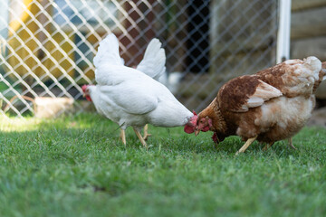 Chicken are pecking at the grass in a fenced area with a blurred background