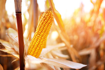 Corn cob in corn field on sunset. Agricultural corn field in harvest. Agricultural crisis world’s breadbasket. Harvesting season in Grain deal. Ripe corn ready for harvesting. Farm field background.