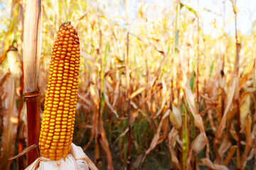 Corn cob in corn field on sunset. Agricultural corn field in harvest. Agricultural crisis world&rsquo;s breadbasket. Harvesting season in Grain deal. Ripe corn ready for harvesting. Farm field background.