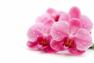 Obraz premium Delicate pink orchids adorned with droplets of water.