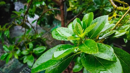 Close-up of vibrant green leaves glistening with fresh rain, showcasing the beauty of nature and tranquility