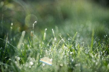 Dew-covered grass blades glisten in the early morning light, with a soft, blurred background creating a serene and fresh atmosphere