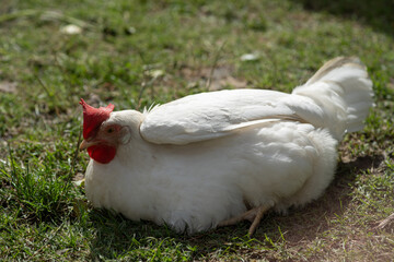 A white chicken with a red comb and wattles is lying on the grass, appearing to rest or sunbathe in a natural outdoor setting