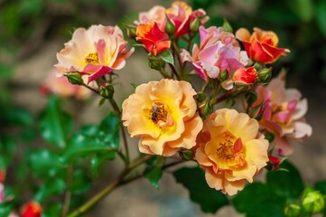 A honeybee collects pollen from a cluster of peach, pink, and coral roses in a garden.