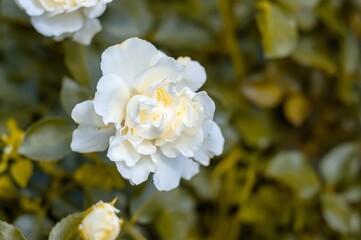 A single white rose in full bloom, with its petals softly unfurling to reveal a delicate