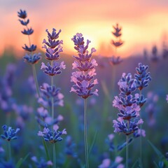Obraz premium Lavender field at sunset with soft light and warm tones creating peaceful and serene atmosphere