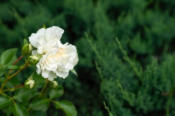 A single white rose in full bloom, its petals unfurling gently, a backdrop of dark green foliage