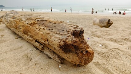 Weathered driftwood on sandy beach with people in the background, evoking a serene coastal atmosphere